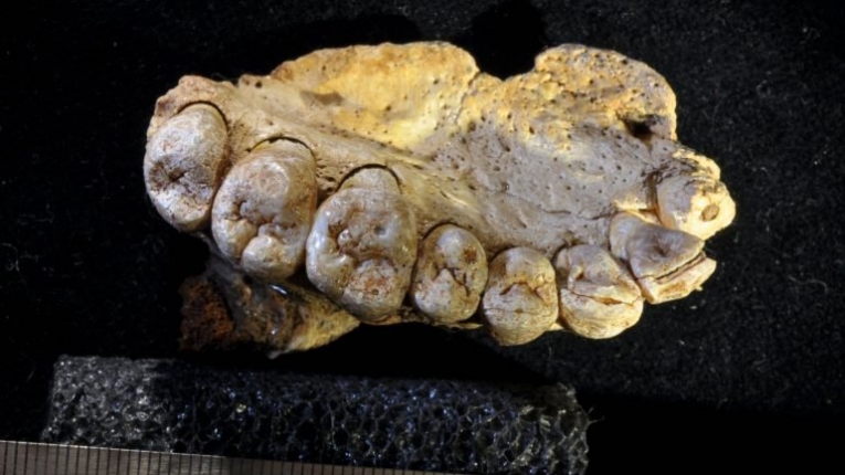 fossil