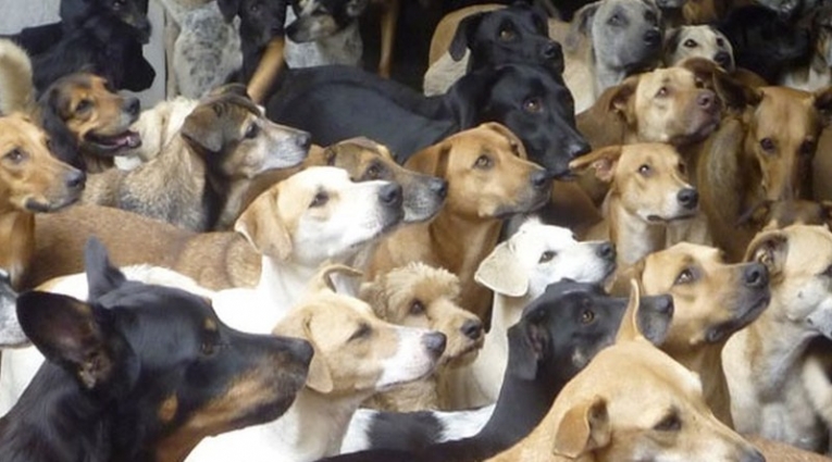 Cãos vadios