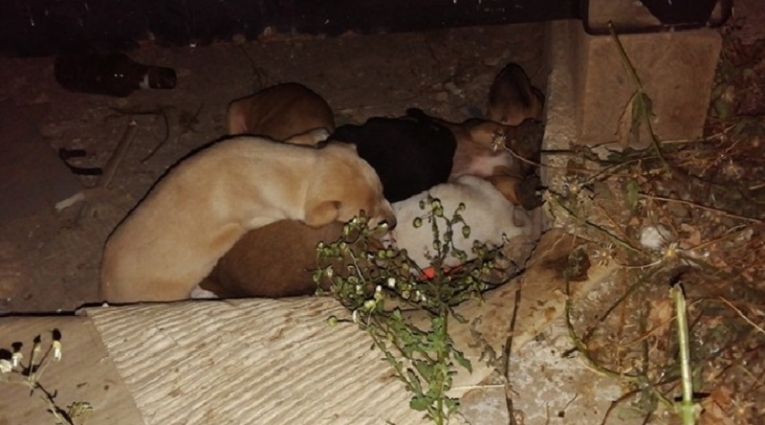 Cães