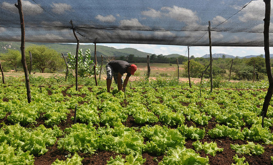 agricultura