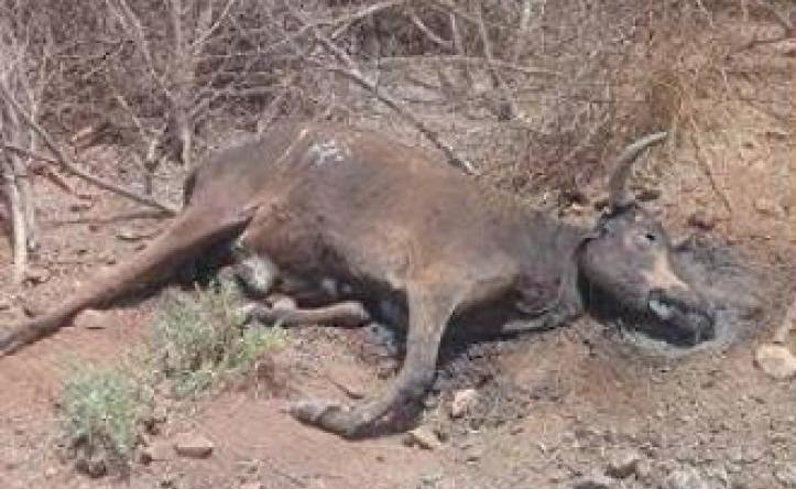 animalmorto2