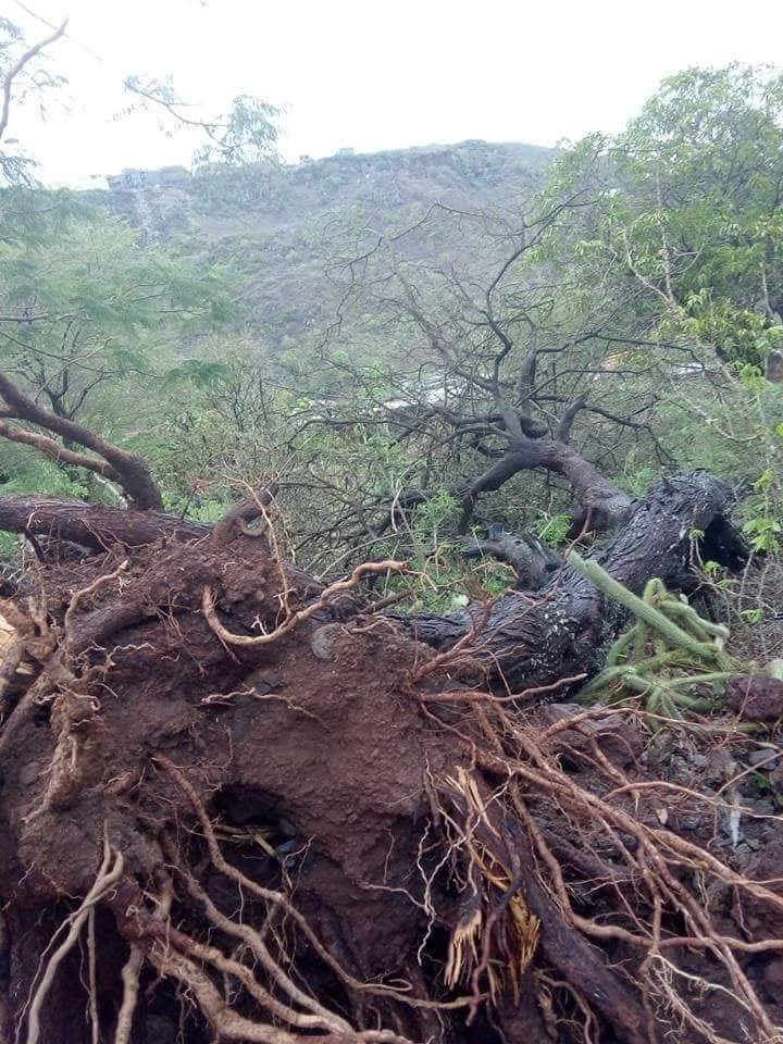 arvore caido Cópia