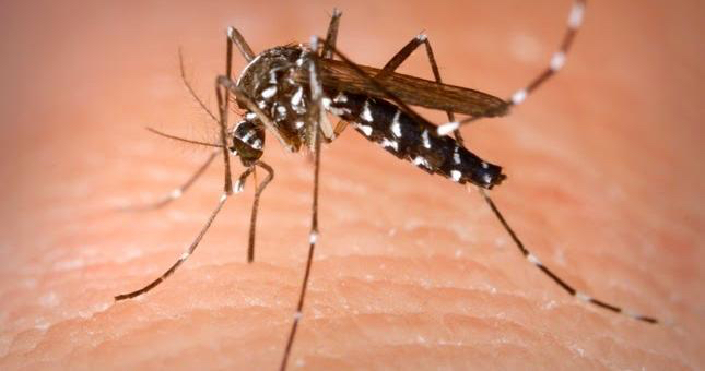 mosquito-transmisor.jpg