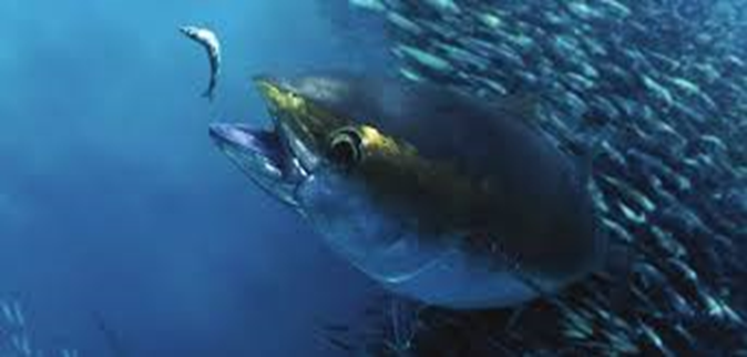 pesca1
