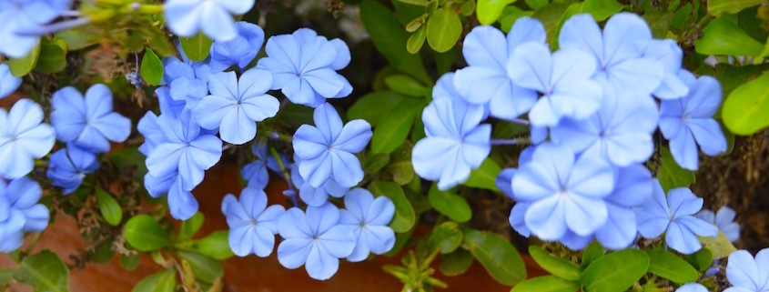 sinais