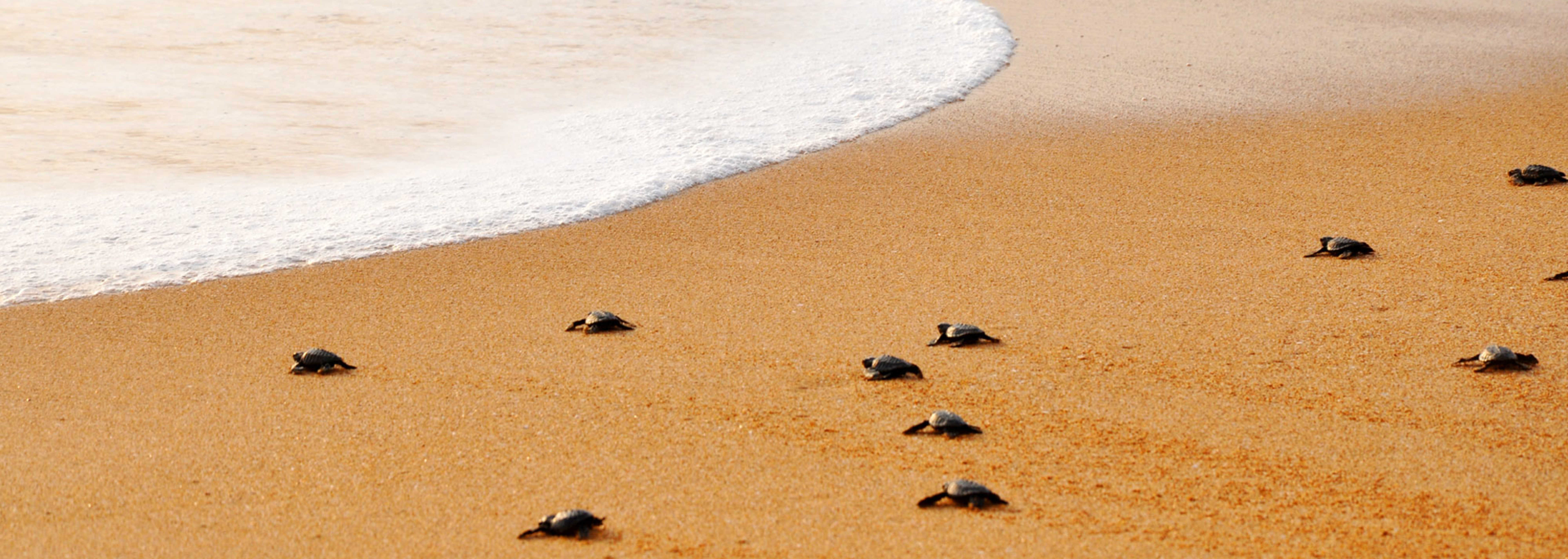 turtle aid hero1